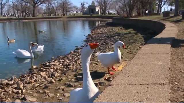 Riverside Cemetery in Marshalltown adds to goose gaggle after death of beloved bird