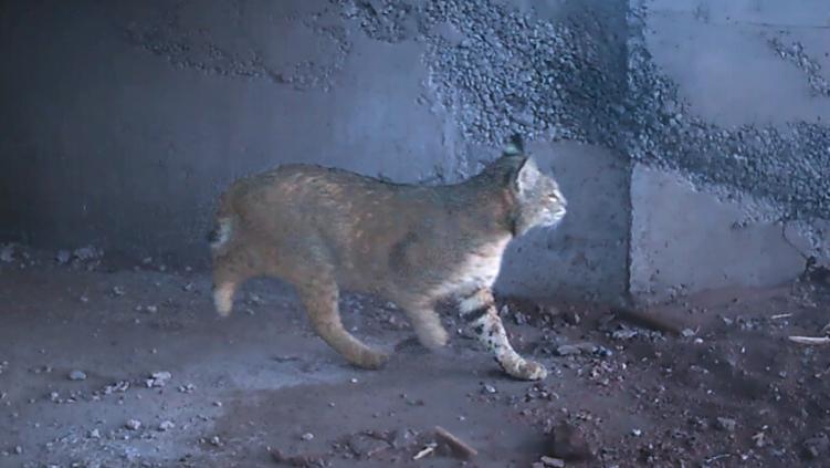 Estrena lince paso de fauna en nueva carretera (MOMENTO)🎦