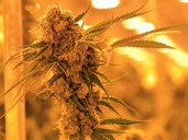 How the plan to reopen government could set legal hemp back years and risk 300k jobs