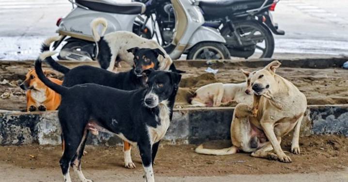 Stray dog case: Supreme Court directs authorities to move stray canines to designated shelters
