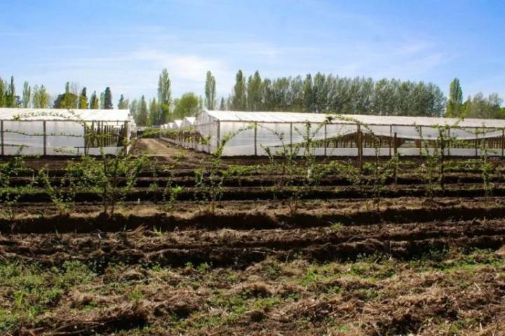 Las hortalizas de Centenario y Vista Alegre ganan terreno en las góndolas regionales