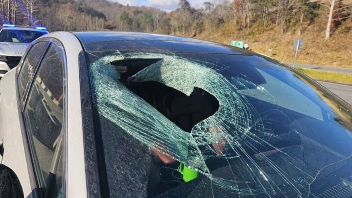 Driver in North Carolina to 911: 'I just had a bald eagle drop a cat through my windshield'