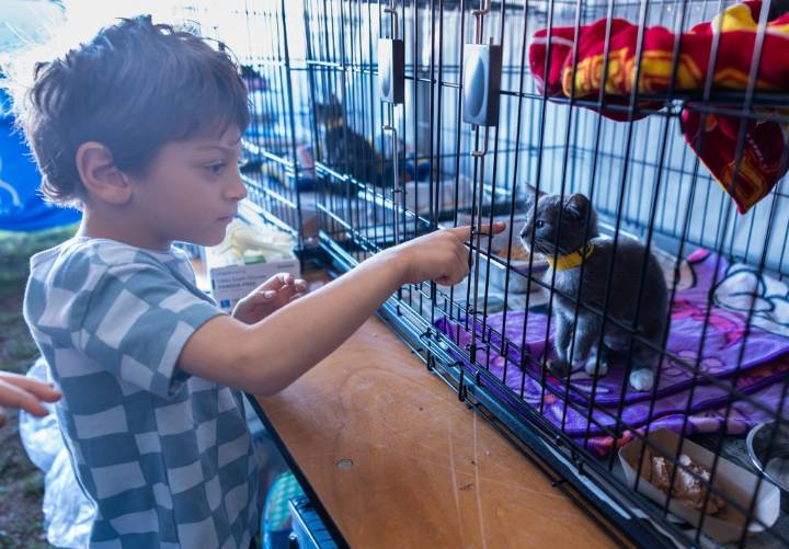Big Rose Bowl pet-adoption event gives hundreds of dogs and cats a chance for new homes