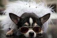 Doggie diversity in size and shape began at least 11,000 years ago