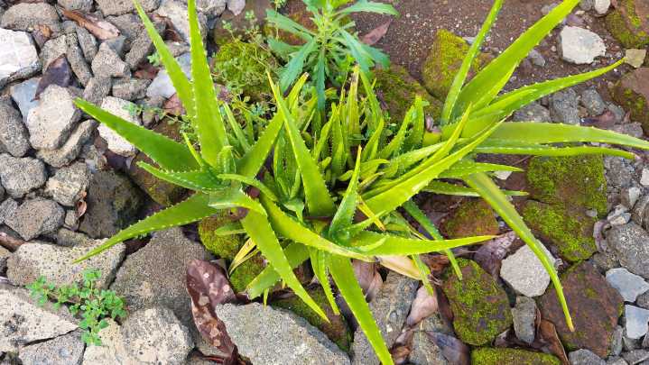 How To Grow And Care For Aloe Vera Plants Outdoors
