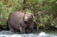 Oso sorprende a grupo escolar en sendero de Canadá y deja dos heridos críticos