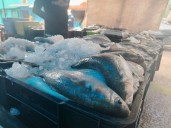 Vendedores del Mercado de Maturín reportan buenas ventas del pescado