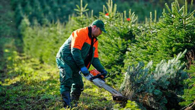 Germany’s festive Christmas tree harvest begins