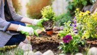 Las 4 plantas que crecen en tu jardín de forma secreta y esconden beneficios para tu vida