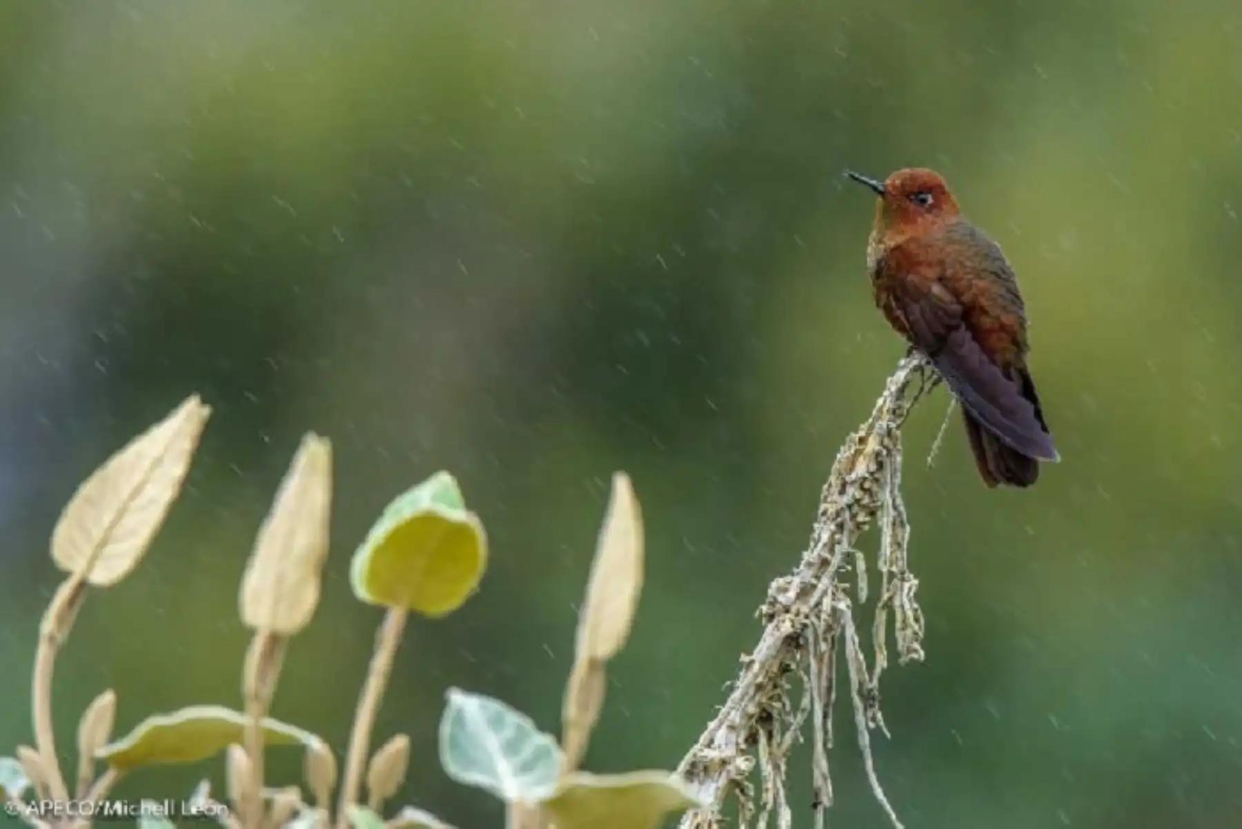 COP30: Brasil lanza en Belém un fondo mundial para proteger los bosques tropicales