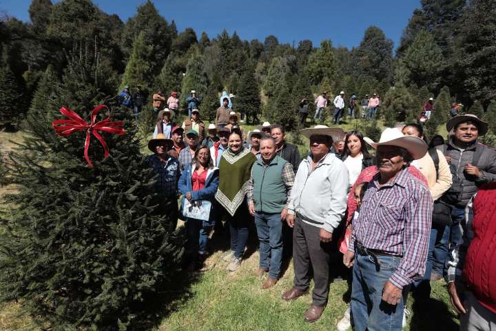 Más de 20 mil árboles de Navidad sustentables listos para su venta en EdoMex