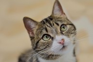 Incendio en la colonia Progreso deja dos personas lesionadas