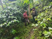 Seguridad de caficultores y campesinos durante la primera cosecha cafetera del año está garantizada