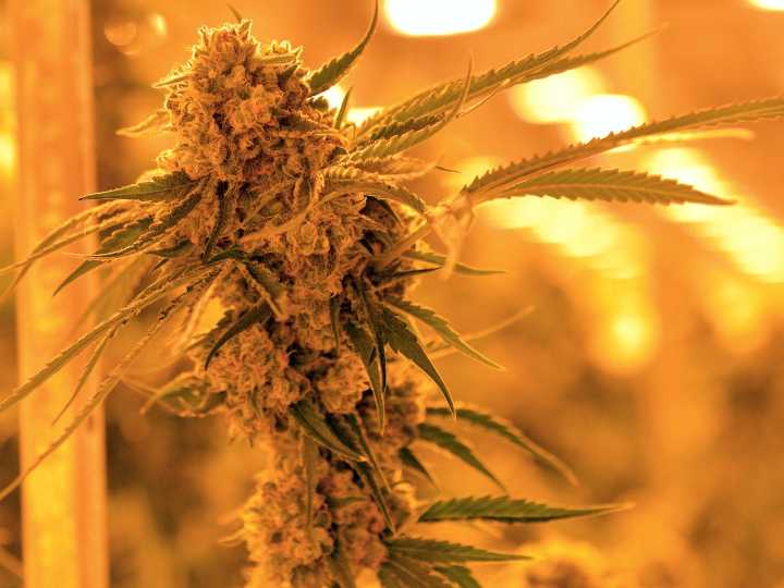 How the plan to reopen government could set legal hemp back years and risk 300k jobs