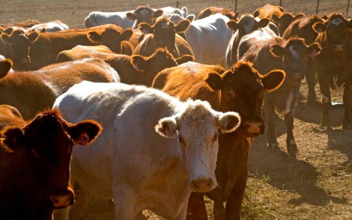 Caída de superávit agroalimentario, por aranceles y cierre de EE.UU. al ganado: especialista