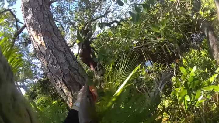 BWC: Homicide suspect flees up tree, reaches into waistband before Fla. deputies shoot him in the hand