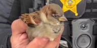 Cuyahoga County deputy escort visitor whose ‘feathers were clearly ruffled’
