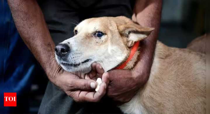 Remove strays from hospitals, schools, bus & train stns: Supreme Court