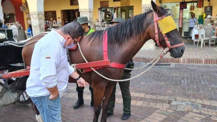 Cartagena le dice adiós a los carruajes tirados por caballos: alcalde puso fecha y definió qué va a pasar con los 120 animales maltratados