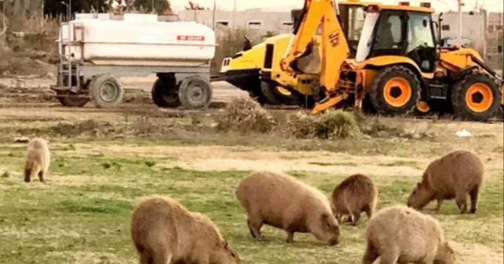 Nordelta: la Justicia vuelve a proteger a los carpinchos