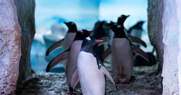 Sea Life London Aquarium penguins 'trapped in basement without sunlight or fresh air'