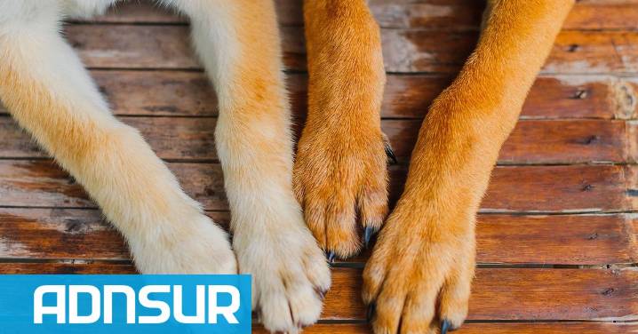 16:10 Buscan tránsito urgente para un perro en estado de desnutrición que deambula por el centro de Comodoro