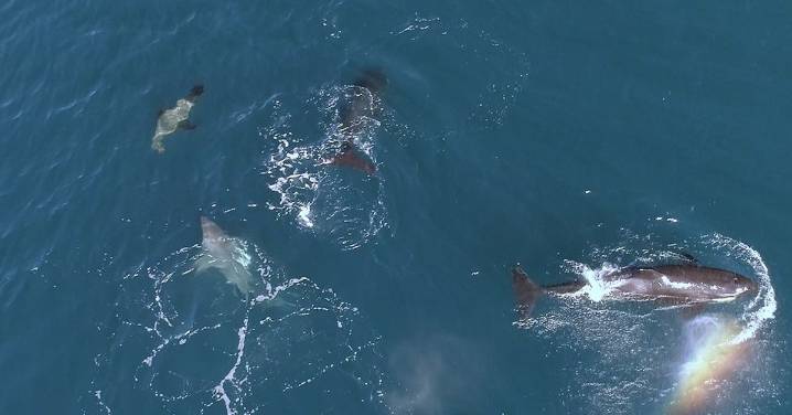 Orca pod seen hunting sharks with special 'paralysis' move