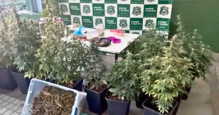 Operativo contra laboratorio clandestino en Chillán deja 2 detenidos: incautaron drogas, plantas y hongos