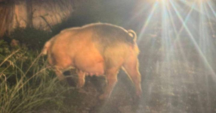 La huida en Llucmajor de una cerda de 100 kilos: «Enseguida que la vi pensé que podía provocar un accidente»