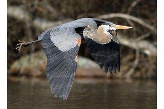 The Outer Banks Voice -   Wings Over Water: Where Wildlife, Wild Places, and People Connect