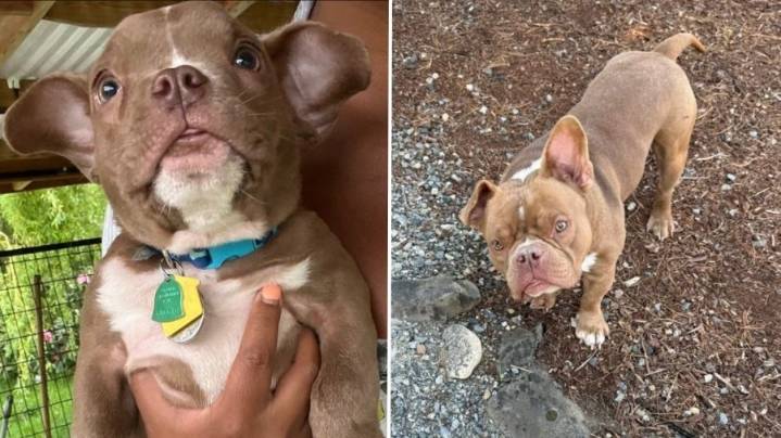 Stolen dog kidnapped by 17-time felon found safe by Tacoma Police after missing for months