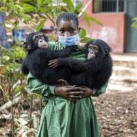Sierra Leone chimpanzee sanctuary reopens after deforestation protest