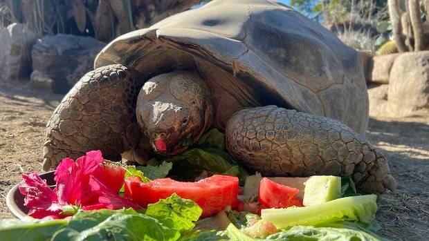 San Diego Zoo's oldest resident, a Galapagos tortoise believed to be about 141, dies