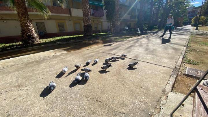 Vídeo | Varias palamos siendo alimentadas en un parque de Murcia