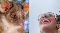 'Got peed on': Aussie woman reveals her shock encounter with a possum in Sydney