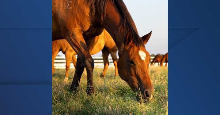 Equine Herpesvirus outbreak alert issued for Central Texas horsemen