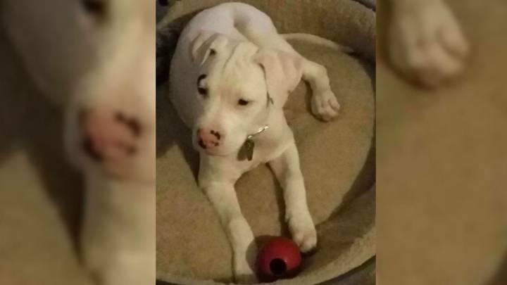 Arizona Pittie Longing For Purpose Finds Comfort In Caring For A Little One Who Needed Her