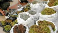 Estas son las multas por vender musgo natural en Venezuela