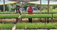 Entregan plantines hortícolas a clubes e instituciones