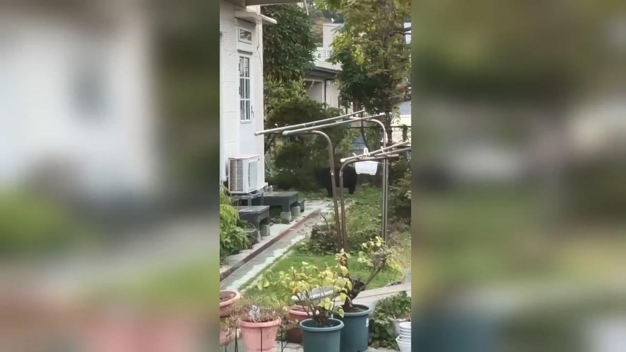 Japan deploys the military to counter a surge in bear attacks