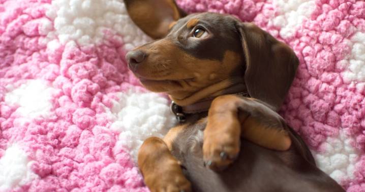 Woman brings home mini dachshund and is left speechless when it grows
