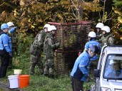 What’s behind a surge in bear attacks in Japan?