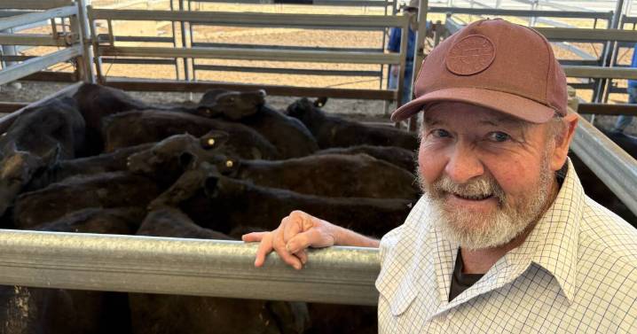 Tamworth's store cattle market faces high demand amid rain