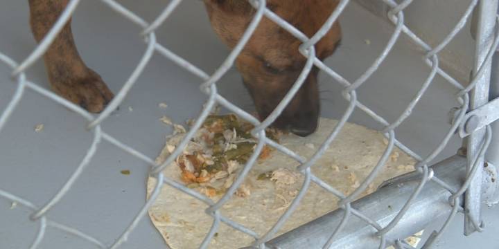 Lenoir County SPCA animals enjoy early Thanksgiving feast