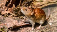 Confirmaron un caso de hantavirus en Bariloche: un hombre de 43 años está internado