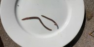 Invasive ‘jumping worms’ damaging Michigan ecosystems