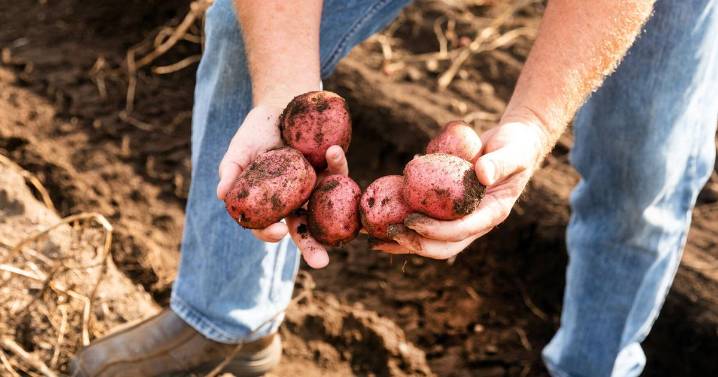 Here are Montana-grown ingredients to add to your Thanksgiving dinner shopping list