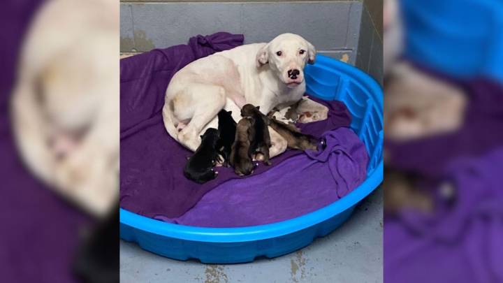 Virginia Shelter Dog Waits 227 Days For Love After Seeing All Her Puppies Adopted