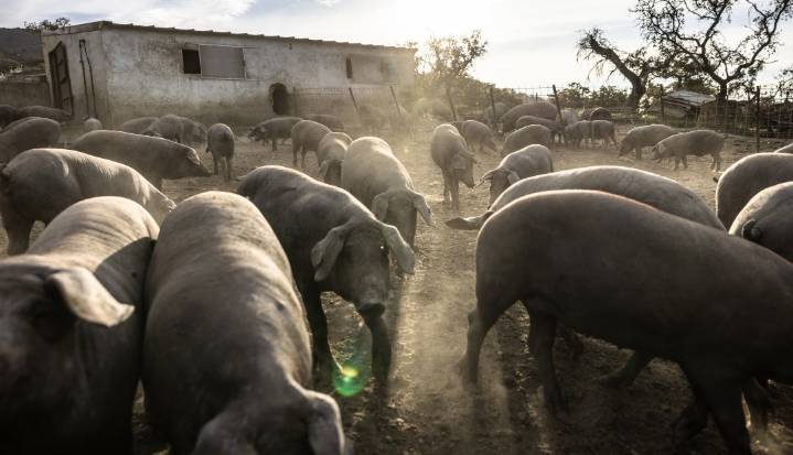 Primer brote de peste porcina en décadas pone en riesgo a la industria porcina española