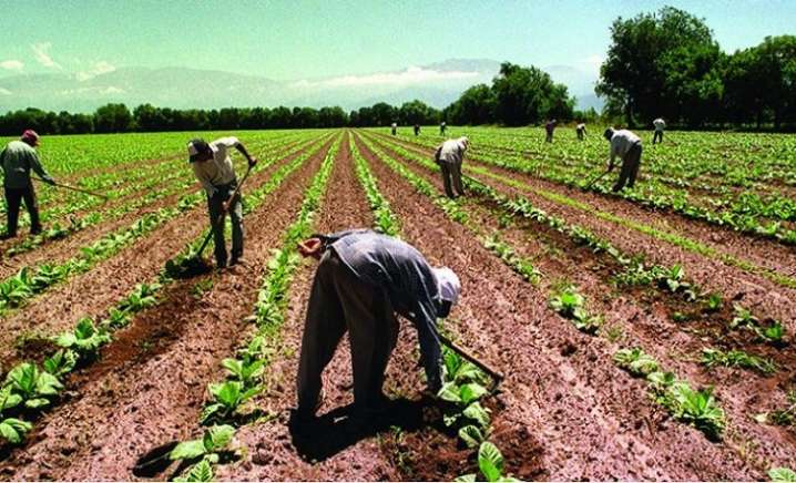 Trabajadores rurales: el Gobierno prorrogó el decreto que fomenta el empleo formal